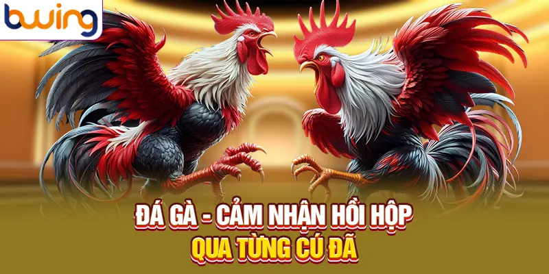 Đá gà - Cảm nhận hồi hộp qua từng cú đã
